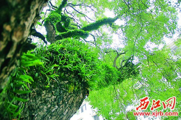 端州为30株古树名木“树碑立传”