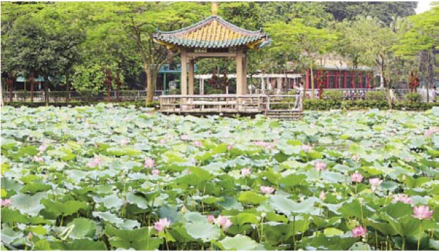 七星岩万株红莲竞相绽放